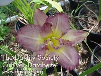 Daylily Almost Indecent